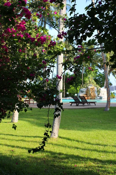 Dia Nas Maldivas Vista Piscina Com Espreguiçadeiras Gramado Que Árvores — Fotografia de Stock