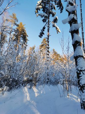 Açık, soğuk bir kış gününde, mavi bir gökyüzünün arka planında, köyün karla kaplı ağaçlarının arasında asılı duran çalıların olduğu bir yol..