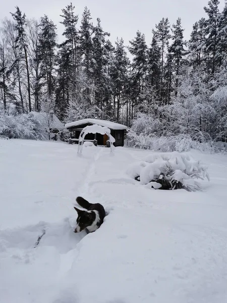 Hnědý Bílý Velšský Corgi Svetr Zimního Dne Prochází Sněhovými Závějemi — Stock fotografie