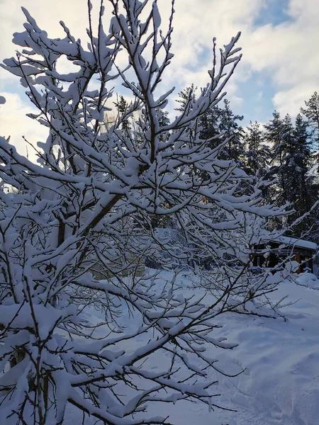 Schneebedeckte Zweige Eines Pflaumenbaums Einem Frostigen Wintertag Vor Dem Hintergrund — Stockfoto