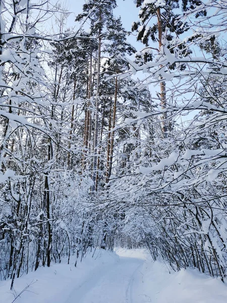 Дорога Ветвями Кустов Висящими Среди Заснеженных Деревьев Деревне Ясный Морозный — стоковое фото
