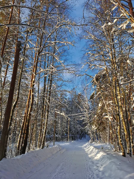 Estrada Florestal Entre Árvores Altas Cobertas Neve Aldeia Dia Inverno — Fotografia de Stock