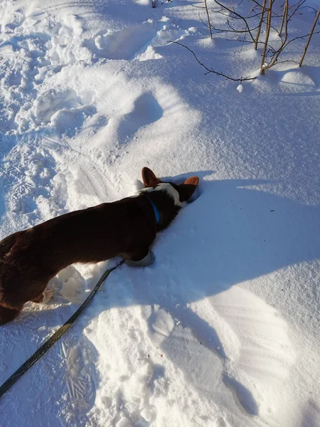 Hnědý Bílý Svetr Welsh Corgi Zabořený Sněhové Závěje Ruská Zima — Stock fotografie