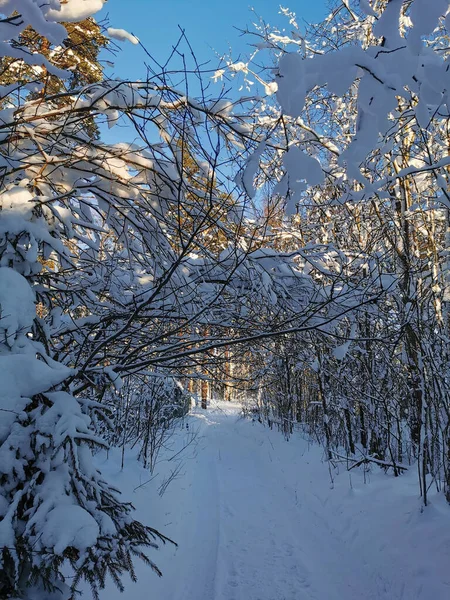 Дорога Ветвями Кустов Висящими Снегу Среди Заснеженных Деревьев Деревне Ясный — стоковое фото