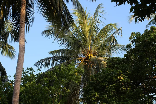 Día Las Maldivas Vista Inferior Las Extensas Ramas Cocoteros Otros — Foto de Stock