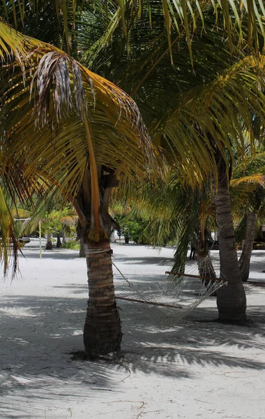 Journée Aux Maldives Hamac Suspendu Entre Les Palmiers Sur Sable — Photo