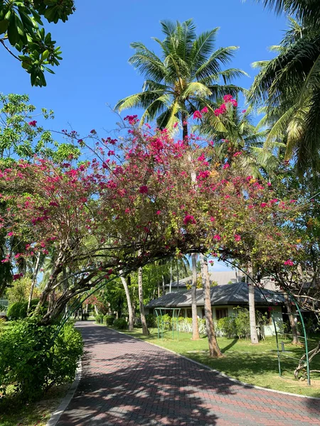 Nap Maldív Szigeteken Kikövezett Pálmafák Között Vörös Virágokkal Díszített Bokrokkal — Stock Fotó
