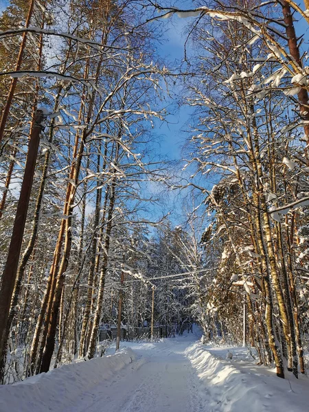 Estrada Florestal Entre Árvores Altas Cobertas Neve Aldeia Dia Inverno — Fotografia de Stock