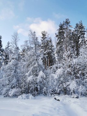 Karla kaplı ağaç ve çalılardan oluşan dallar, soğuk bir kış gününde kar altında eğilmiş, mavi bir gökyüzü ve uzun çam ağaçlarının zeminine karşı. Rus Kışı.