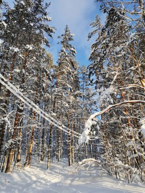 Yüksek karla kaplı ağaçların arasında bir orman yolu, karların üzerinde elektrik kabloları asılı, açık, soğuk bir kış günü bir köyde bulutlu mavi bir gökyüzünün zeminine karşı.