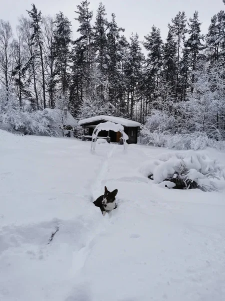 Brun Och Vit Walesisk Corgi Cardigan Går Bland Snödrivor Mot — Stockfoto