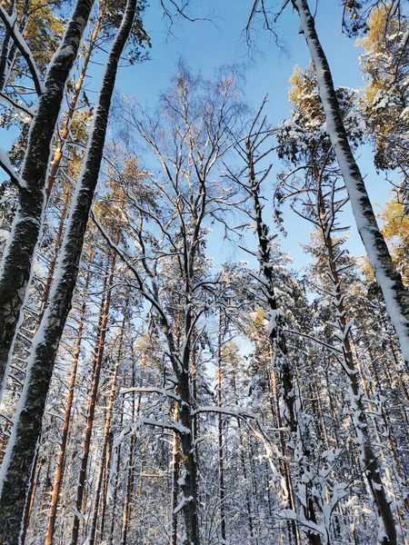 Вид Знизу Високі Засніжені Дерева Корабельні Сосни Ясний Морозний Зимовий — стокове фото