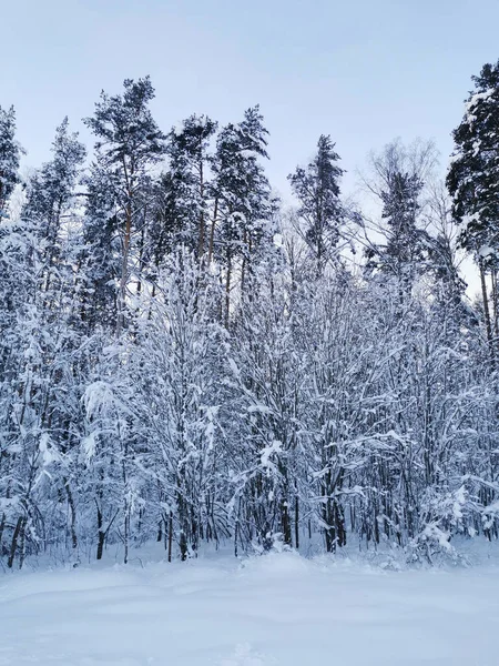 Região Leningrado Rússia Dois Homens Jaquetas Quentes Neve Com Uma — Fotografia de Stock