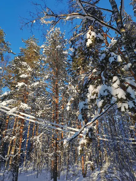 Sendero Forestal Entre Altos Árboles Cubiertos Nieve Por Encima Del —  Fotos de Stock