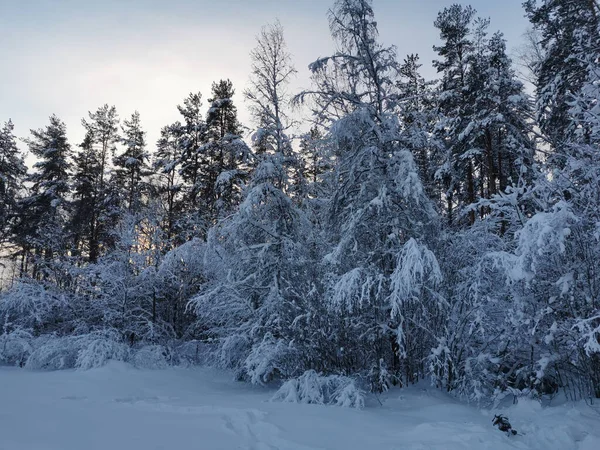 Região Leningrado Rússia Homem Adulto Pás Neve Telhado Varanda Uma — Fotografia de Stock