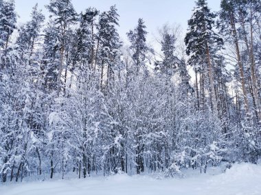 Tamamen karla kaplı ağaç dalları ve çalılar, kar altında eğilmiş, soğuk bir kış gününde mavi gökyüzü ve uzun çam ağaçlarının zeminine karşı.