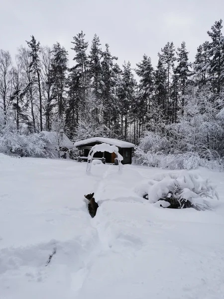 Cardigan Corgi Galês Marrom Branco Caminha Entre Snowdrifts Contra Pano — Fotografia de Stock