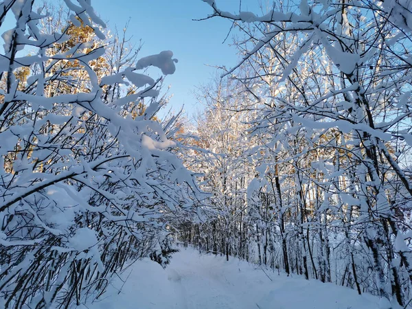 Uma Estrada Com Ramos Arbustos Pendurados Com Neve Entre Árvores — Fotografia de Stock