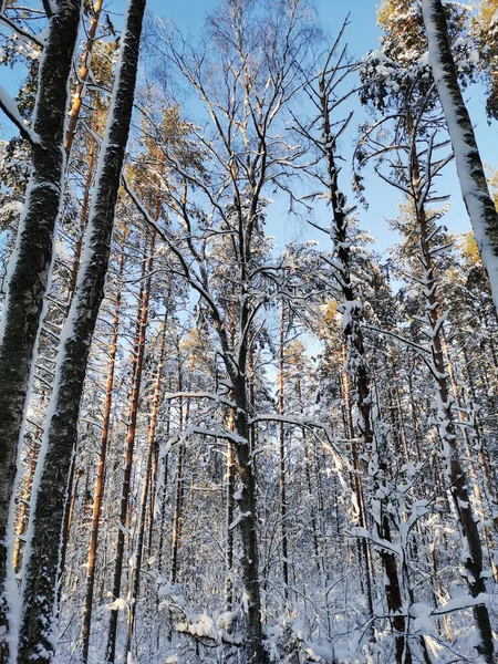 Vista Inferior Árvores Altas Cobertas Neve Pinheiros Navio Dia Inverno — Fotografia de Stock