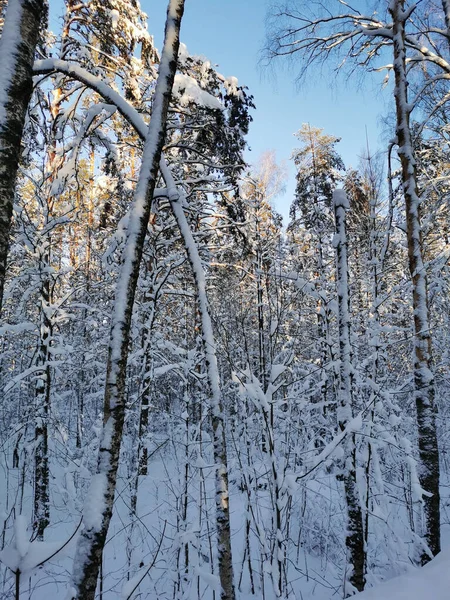 Vista Inferior Árboles Altos Cubiertos Nieve Pinos Del Barco Día — Foto de Stock