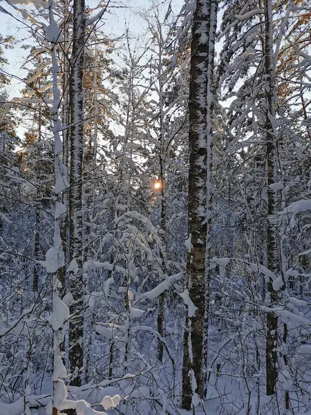 雪に覆われた幹と木の枝 青い空と太陽を見ることができます — ストック写真