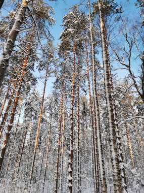 Uzun, karla kaplı ağaçların alt manzarası, açık ve soğuk bir kış gününde mavi gökyüzüne karşı çam ağaçları..