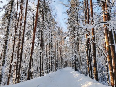 Karla kaplı uzun gemi çam ağaçları arasında bir orman yolu açık, soğuk bir kış günü bulutlu mavi gökyüzünün arka planına karşı..