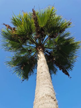 Protaras. Kıbrıs. Akdeniz kıyısından sahile kadar uzanan bir bank ve güneş gölgesi, deniz manzarası, dalgalar ve bulutlu mavi gökyüzü..