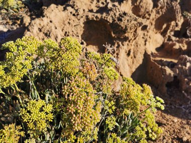 Protaras. Famagusta bölgesi. Kıbrıs. Akdeniz kıyılarında uzun zamandır donmuş lavların üzerinde yetişen yeşil bir bitki..