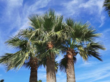 Protaras. Famagusta bölgesi. Kıbrıs. Çok güzel bulutları olan mavi gökyüzüne karşı üç palmiye ağacının alt görüntüsü.