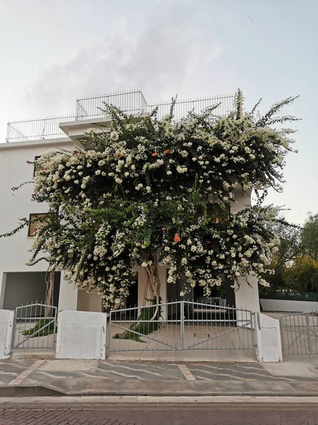 Famagusta Régió Ciprus Bougainvillea Egy Fehér Narancssárga Virágokkal Zöld Levelek — Stock Fotó