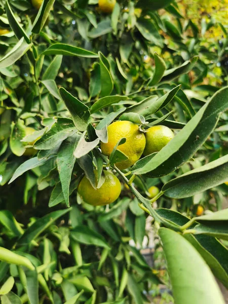 Protaras Zona Famagusta Chipre Uma Árvore Com Tangerinas Ligeiramente Verdes — Fotografia de Stock