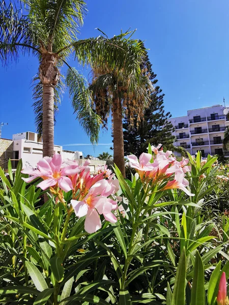 Protaras Famagusta Zypern Oleanderbüsche Mit Rosafarbenen Blüten Vor Dem Hintergrund — Stockfoto