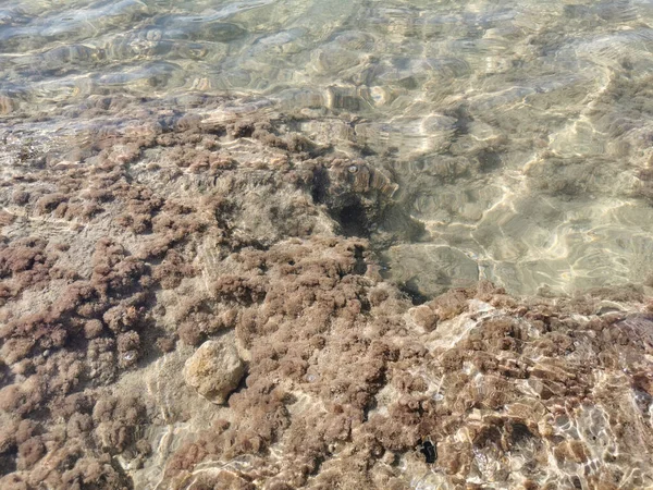 Protaras Zona Famagusta Chipre Orilla Del Mar Mediterráneo Bajo Agua — Foto de Stock