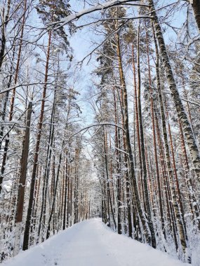 Karla kaplı uzun gemi çam ağaçları arasında bir orman yolu açık, soğuk bir kış günü bulutlu mavi gökyüzünün arka planına karşı..