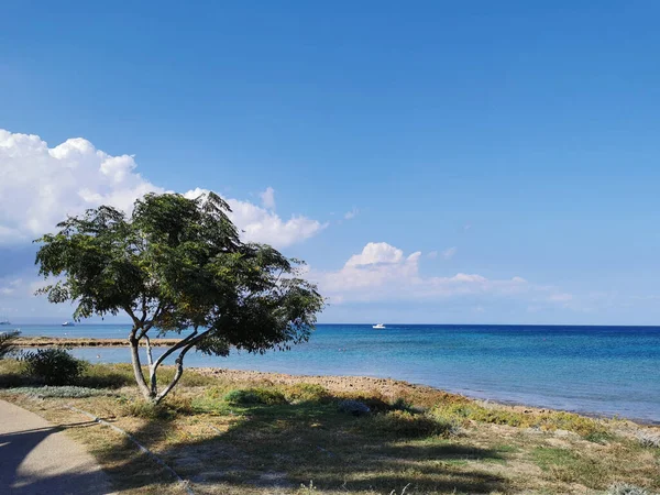 Protaras Zona Famagusta Chipre Hermoso Árbol Expansión Orillas Del Mar — Foto de Stock
