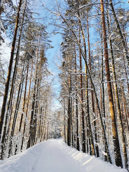 Uma Estrada Florestal Entre Altos Pinheiros Cobertos Neve Aldeia Dia — Fotografia de Stock