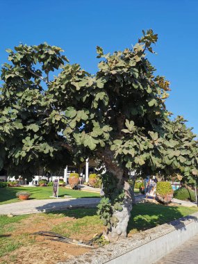Protaras. Cyprus. Akdeniz kıyılarında bir grup insanın yoga yaptığı bir gözlem güvertesi..