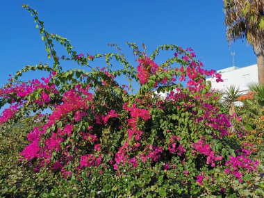 Protaras. Kıbrıs. Akdeniz kıyısında yeşil bitkiler ve taşlar, İncir Ağacı Koyu 'nun kumlu sahili ve bulutlu mavi bir gökyüzünün arka planındaki ada..