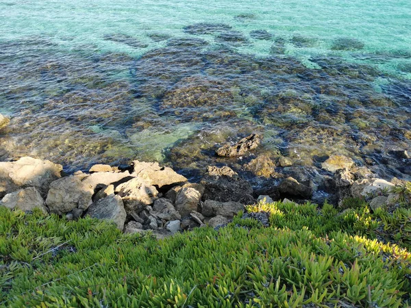 Protaras Kıbrıs Akdeniz Kıyısında Yeşil Bitkiler Taşlar Ncir Ağacı Koyu — Stok fotoğraf