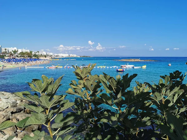 プロタラス キプロス 緑の植物や石の地中海の海岸 雲のある青い空の背景にあるイチジクの木湾と島の砂浜の景色 — ストック写真