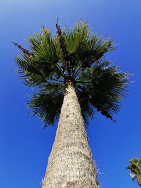 Protaras. Famagusta bölgesi. Kıbrıs. Mavi bulutlara karşı küçük siyah meyveleri olan bir palmiye ağacının alt görüntüsü