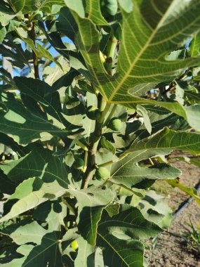 Protaras. Famagusta bölgesi. Kıbrıs. Mavi bulutsuz gökyüzüne karşı incir ağacında olgunlaşmamış küçük bir incir..