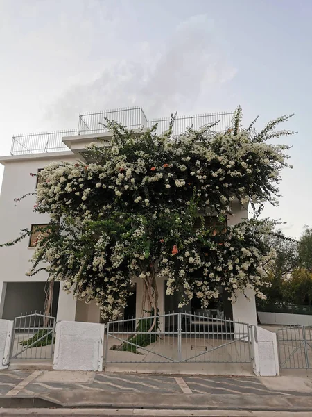 ファマグスタ地方 キプロス 緑の葉の間に白とオレンジの花を咲かせるブーゲンビリアは 白い建物と雲のある空を背景にプロタラスの通りに成長します — ストック写真