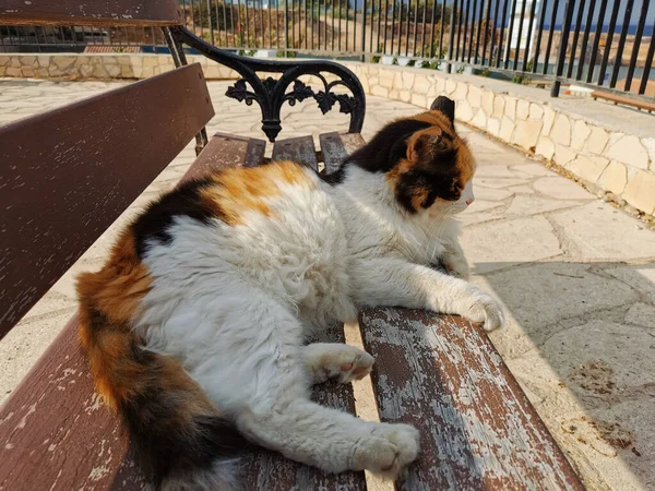 プロタラス 有名なエリア キプロス 桟橋の横の木製のベンチには 三色のふわふわの猫が日陰に横たわっています — ストック写真