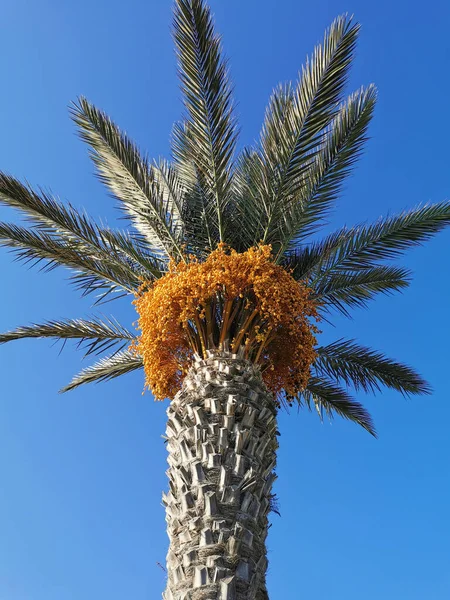 Protaras Famagusta Area Cyprus Date Palm Ripe Orange Dates Street — Stock Photo, Image