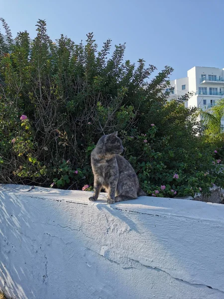 Protaras Famagusta Kypr Trojbarevná Kočka Sedí Bílém Betonovém Plotě Dívá — Stock fotografie