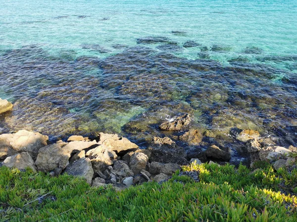 Protaras Famagusta Zypern Felsige Küste Mit Grünen Pflanzen Klares Azurblaues — Stockfoto