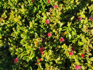 Protaras.Cyprus. Mayo giymiş küçük bir kız İncir Ağacı Koyu 'ndaki kumlu sahil boyunca koşuyor..