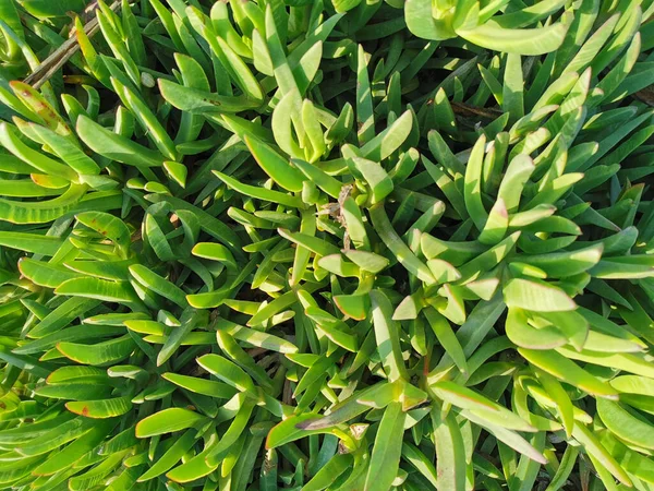 Protara Famagusta Gebied Cyprus Bloemen Achtergrond Groene Planten Met Dikke — Stockfoto